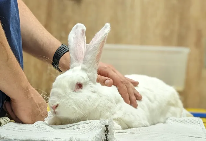 Wheaton Animal Hospital 4