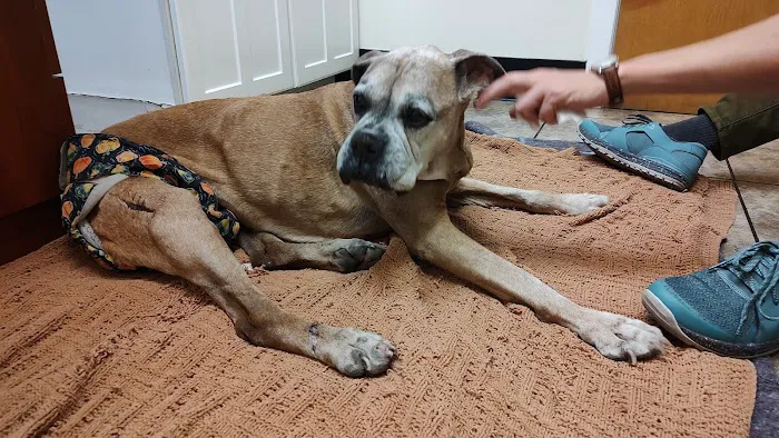 Wheaton Animal Hospital 2