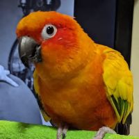 Wheaton Animal Hospital ico
