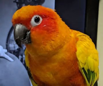 Wheaton Animal Hospital