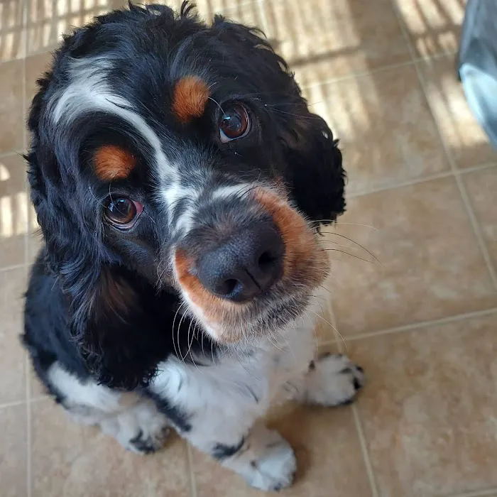 Wheaton Animal Hospital 8