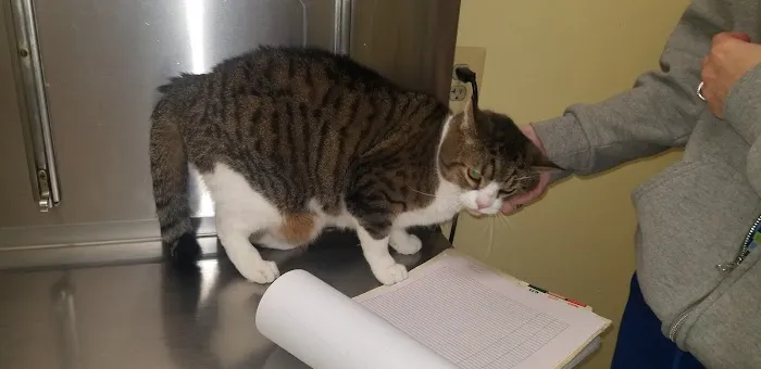White Plains Animal Hospital 4