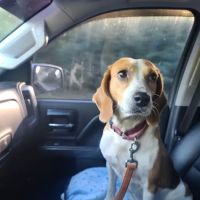 White Plains Animal Hospital ico
