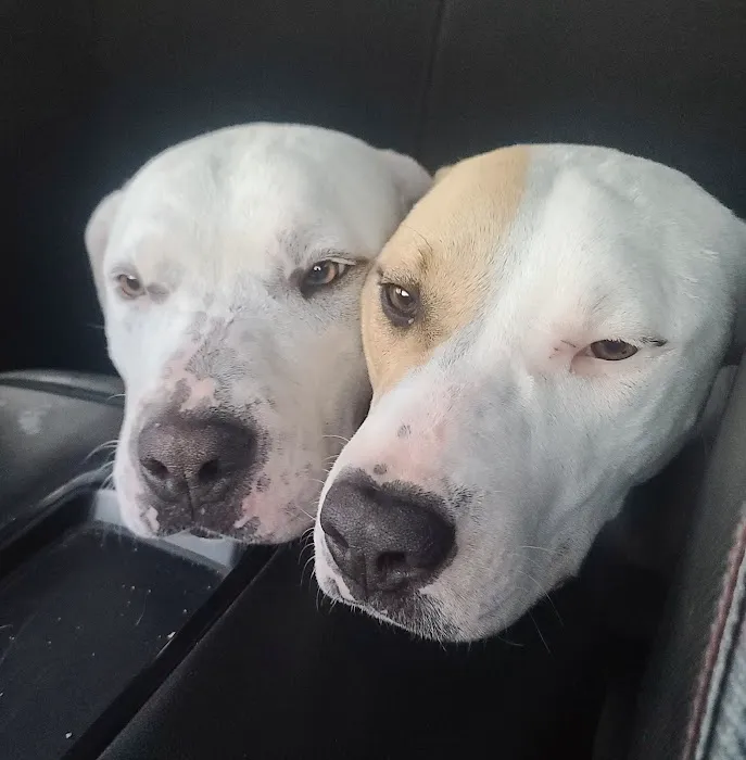 White Plains Animal Hospital 5