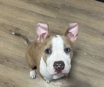 Banfield Pet Hospital