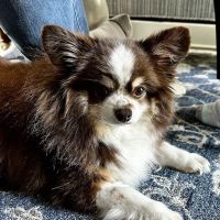 Potomac Animal Hospital Inc ico