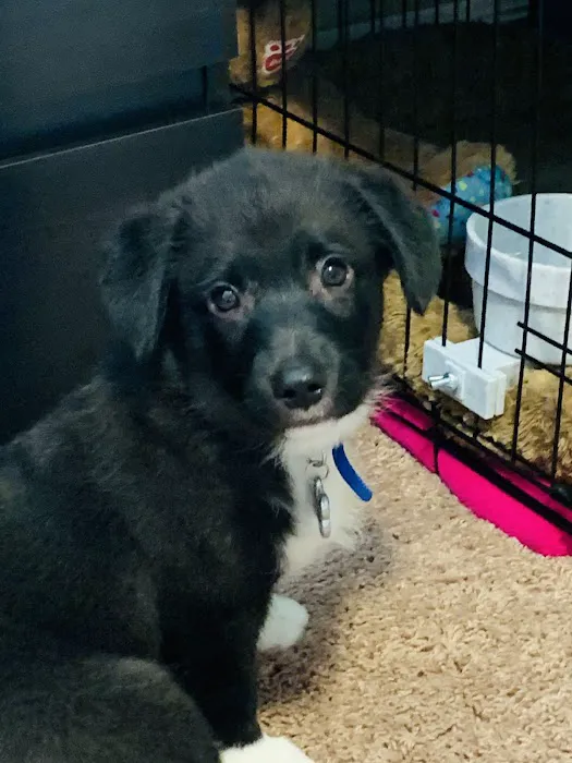 Banfield Pet Hospital 7