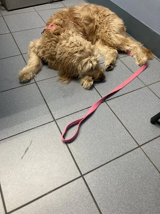 Pet Medical Center of Springfield 8