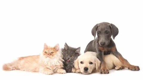 Pet Medical Center of Springfield 3