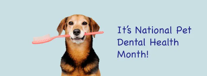 Pet Medical Center of Springfield 4