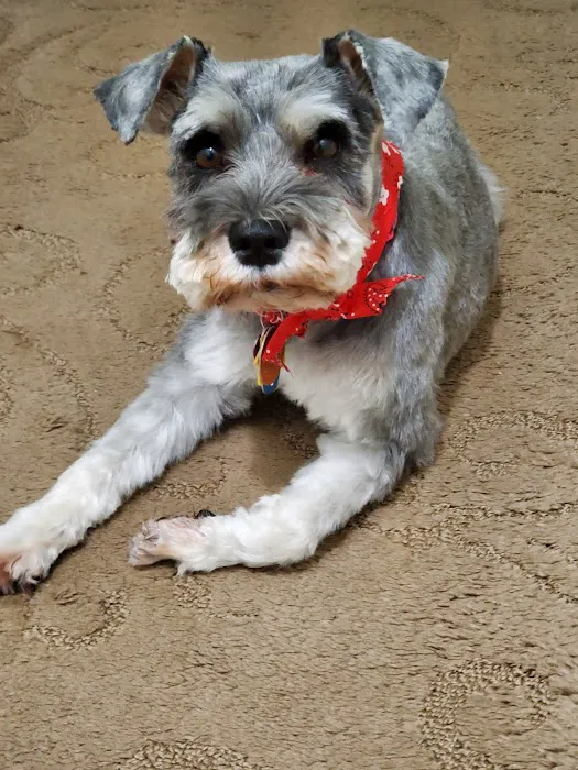 Pet Medical Center of Springfield 7