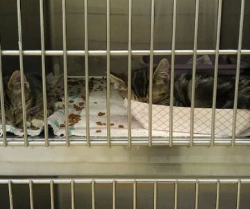Gunston Animal Hospital