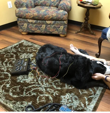 Healing Point Veterinary Acupuncture 2