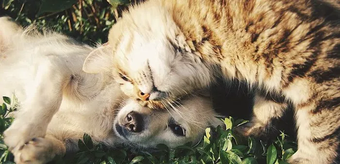 Healing Point Veterinary Acupuncture 1