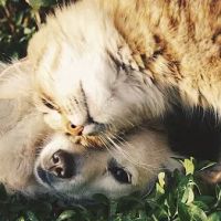 Healing Point Veterinary Acupuncture ico