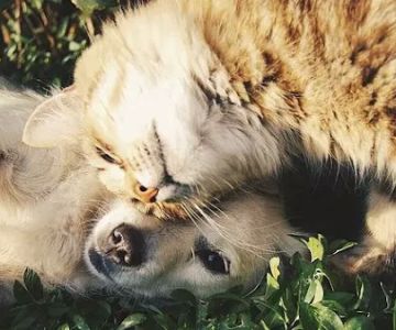 Healing Point Veterinary Acupuncture