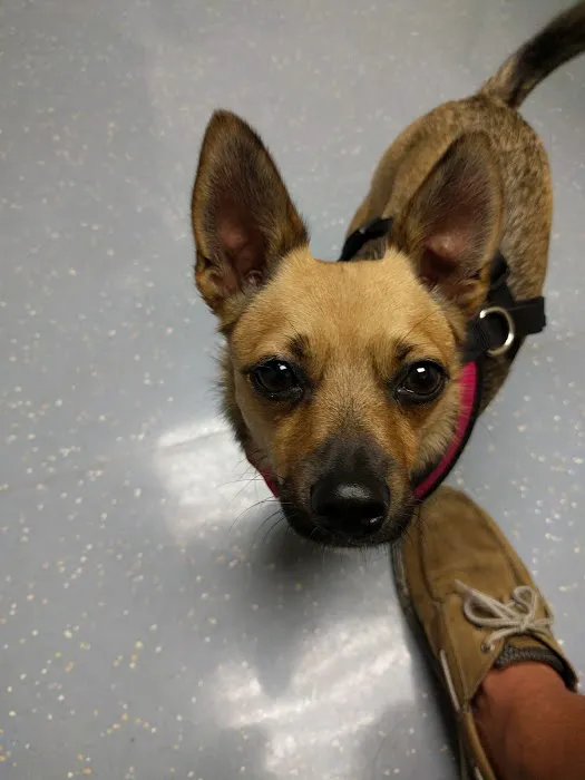 Fort Belvoir Veterinary Center 1