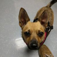 Fort Belvoir Veterinary Center ico