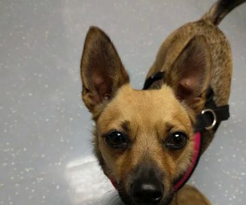 Fort Belvoir Veterinary Center
