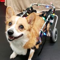 Veterinary Surgical Centers - Rehabilitation ico