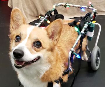 Veterinary Surgical Centers - Rehabilitation
