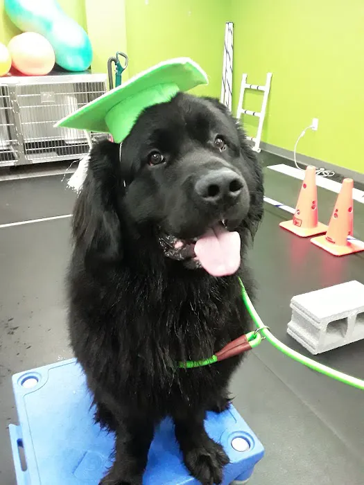 Veterinary Surgical Centers - Rehabilitation 2