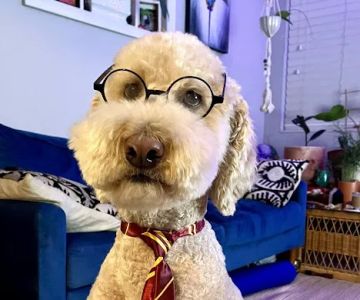 Pet Dominion