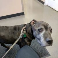 Grove Center Veterinary Hospital ico