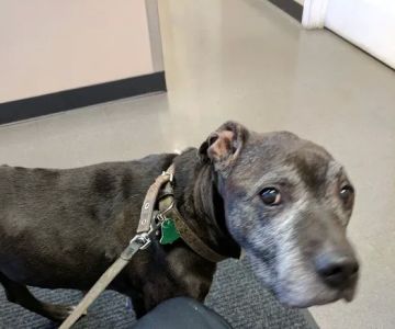 Grove Center Veterinary Hospital
