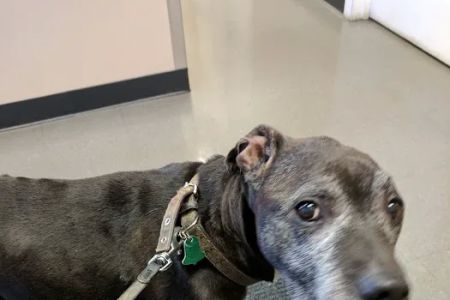 Grove Center Veterinary Hospital