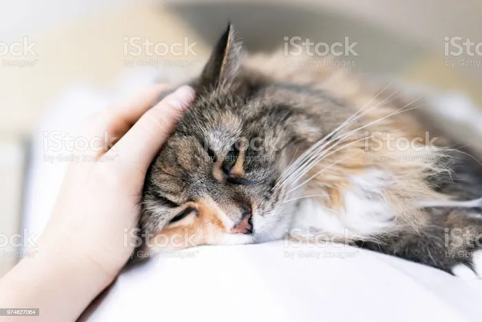 Peace & Comfort In-Home Pet Euthanasia 12