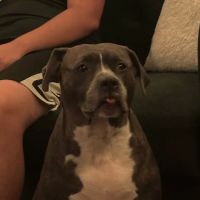 Peace & Comfort In-Home Pet Euthanasia ico