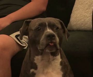 Peace & Comfort In-Home Pet Euthanasia