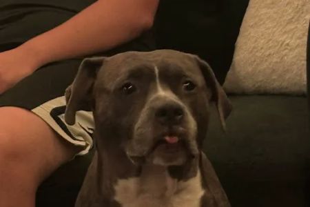 Peace & Comfort In-Home Pet Euthanasia