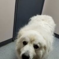 Animal Allergy & Dermatology ico
