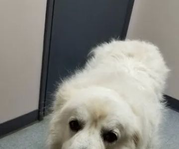 Animal Allergy & Dermatology
