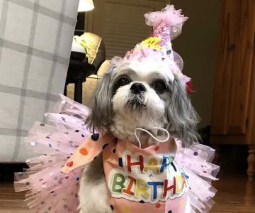 CVCA Cardiac Care For Pets