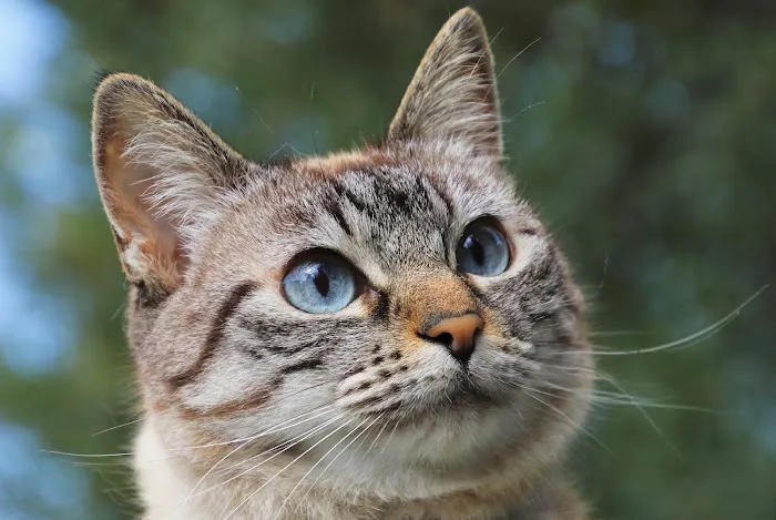 CVCA Cardiac Care For Pets 12