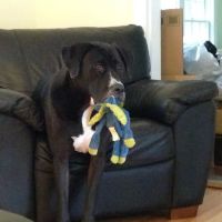 Bush Veterinary Neurology Service (BVNS) - Rockville ico