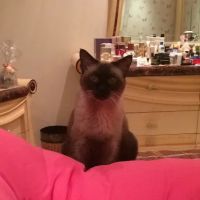The Cat Hospital of Fairfax Inc ico