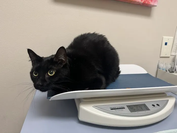 The Cat Hospital of Fairfax Inc 12