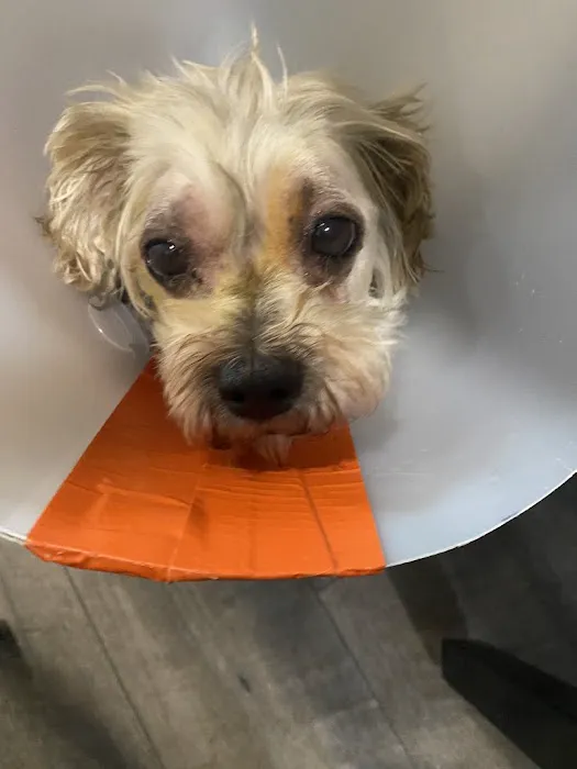 Vet Vision 1