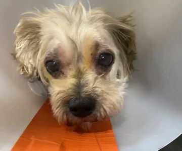 Vet Vision