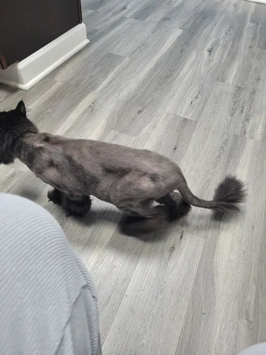 Just Cats Clinic 6
