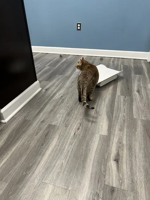 Just Cats Clinic 9