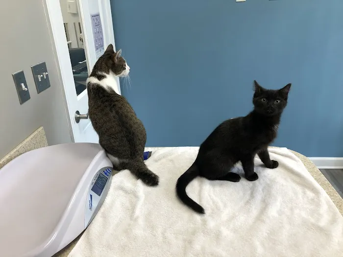Just Cats Clinic 8