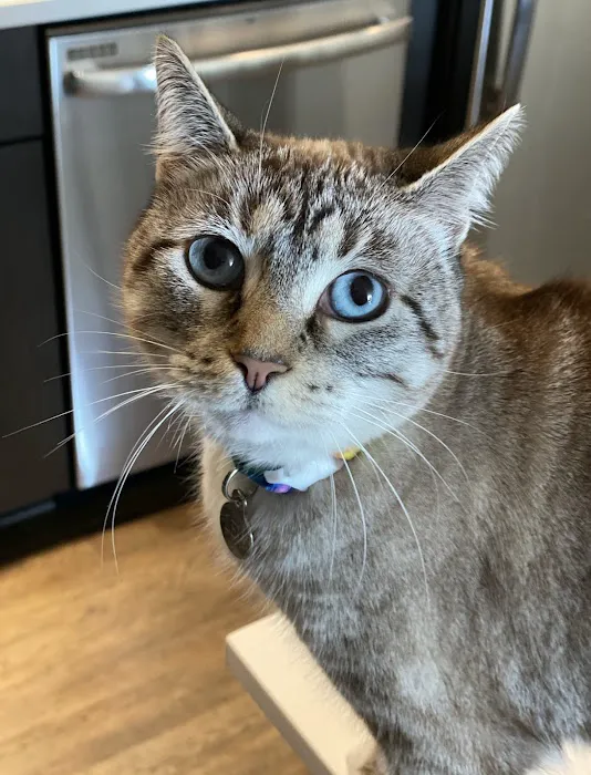 Just Cats Clinic 7