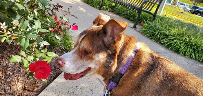 Reston Animal Hospital 8