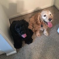 Banfield Pet Hospital ico