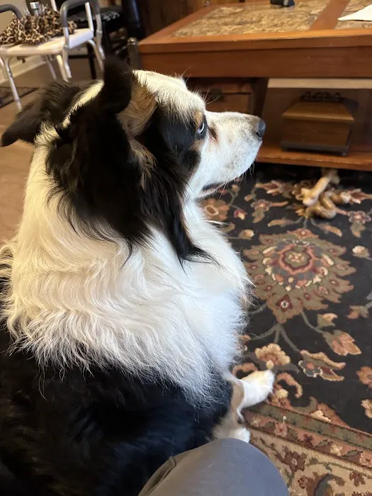 Dominion Animal Hospital 12